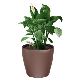 Lechuza Classico Color LS