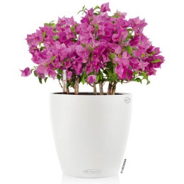Lechuza Classico Color