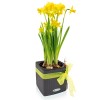 Lechuza Green Wall Home Kit Color