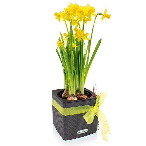 Lechuza Green Wall Home Kit Color
