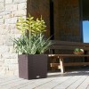 Lechuza Cube Cottage