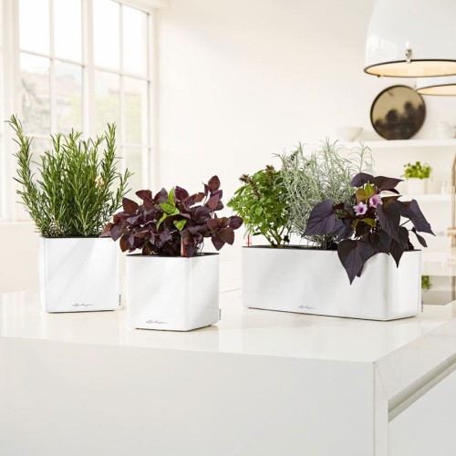 Lechuza Cube Glossy