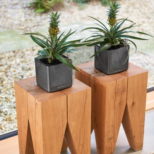 Lechuza Cube Glossy