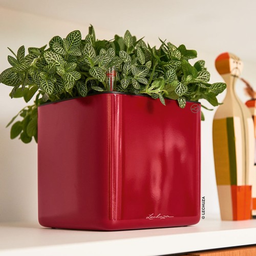 Lechuza Cube Glossy