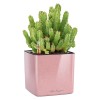 Lechuza Cube Glossy Kiss