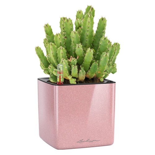 Lechuza Cube Glossy Kiss