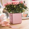 Lechuza Cube Glossy Kiss