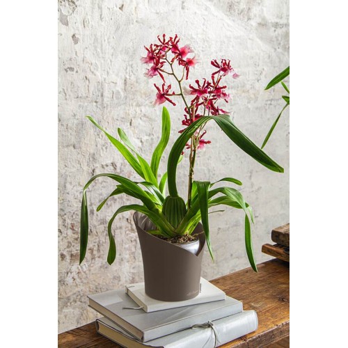 Lechuza Orchidea