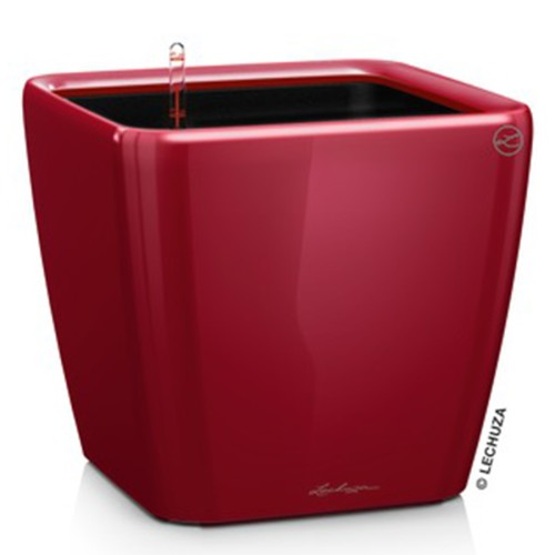 Lechuza Quadro LS