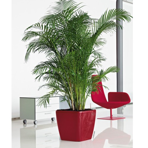 Lechuza Quadro LS