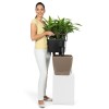 Lechuza Quadro LS
