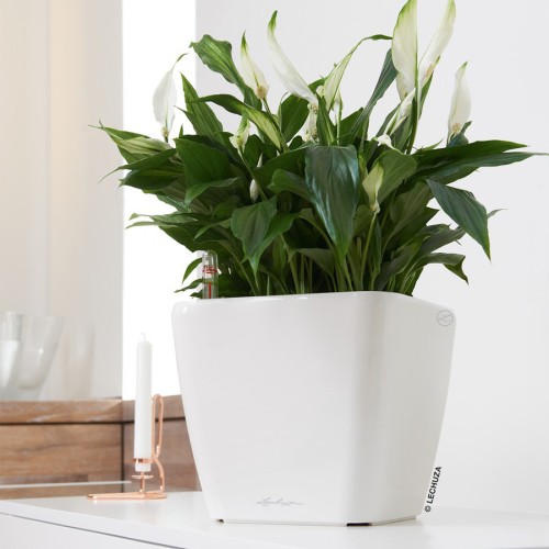 Lechuza Quadro LS
