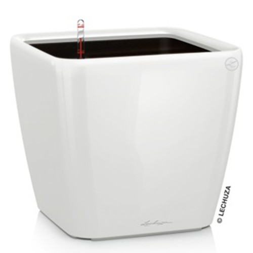 Lechuza Quadro LS
