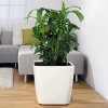 Lechuza Quadro LS