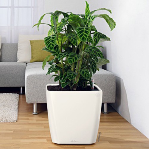 Lechuza Quadro LS