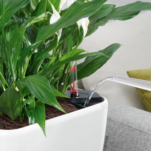 Lechuza Quadro LS