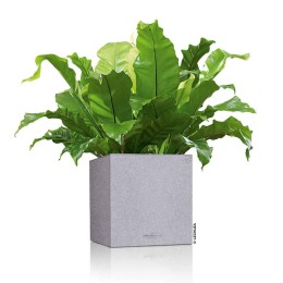 Lechuza Canto Stone low