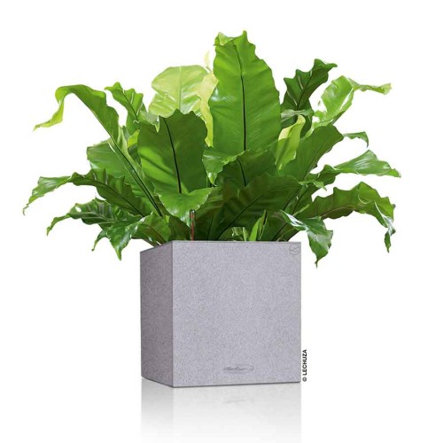 Lechuza Canto Stone low