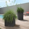 Lechuza Canto Stone low