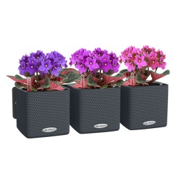 Lechuza Green Wall Home Kit Color