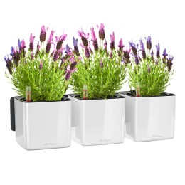 Lechuza Green Wall Home Kit Glossy