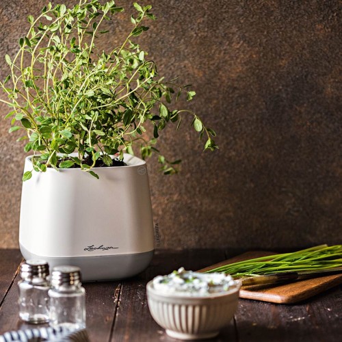 Lechuza Yula Pot