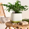 Lechuza Yula Pot